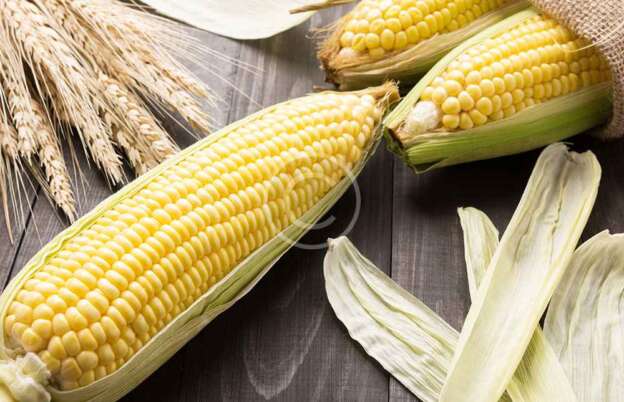 Sweet Corn