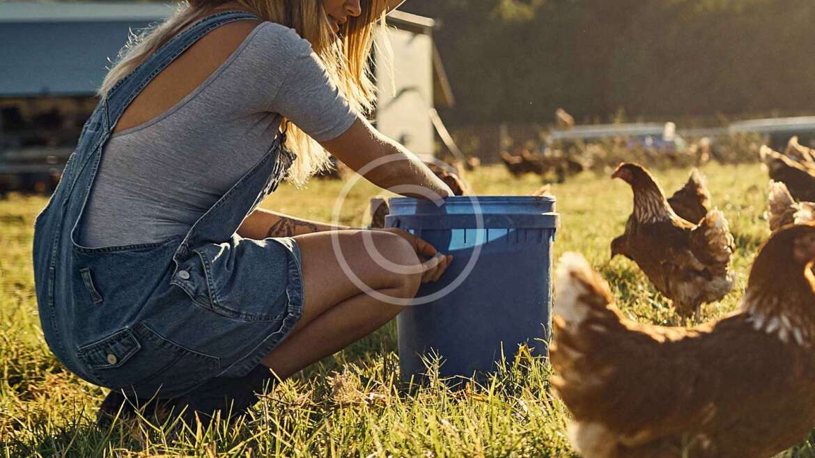 Tips for Keeping Chickens